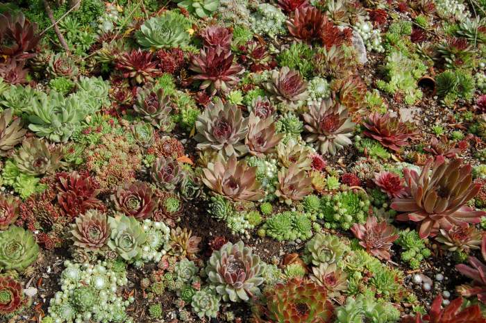 Sempervivum Dachwurz Hauswurz